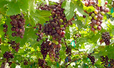 รีวิวที่พักแถวๆ ไร่องุ่นรัตนธงชัย น่าไปพัก  ในปี 2025