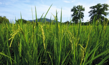 รีวิวโรงแรม หรูรา รีสอร์ท ที่พักหรู โรงแรม 5 ดาว โรงแรมใน ศูนย์ศึกษาการพัฒนาพิกุลทองอันเนื่องมาจากพระราชดำริที่คุณห้ามพลาด ที่พัก สวย++.  ในปี 2025