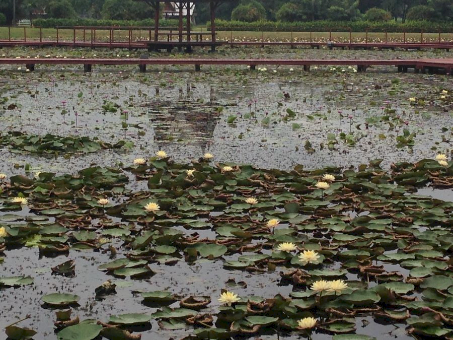 รีวิวห้องพักที่ใกล้ที่สุดแถว อุทยานบัวเฉลิมพระเกียรติ ที่น่าพักผ่อน